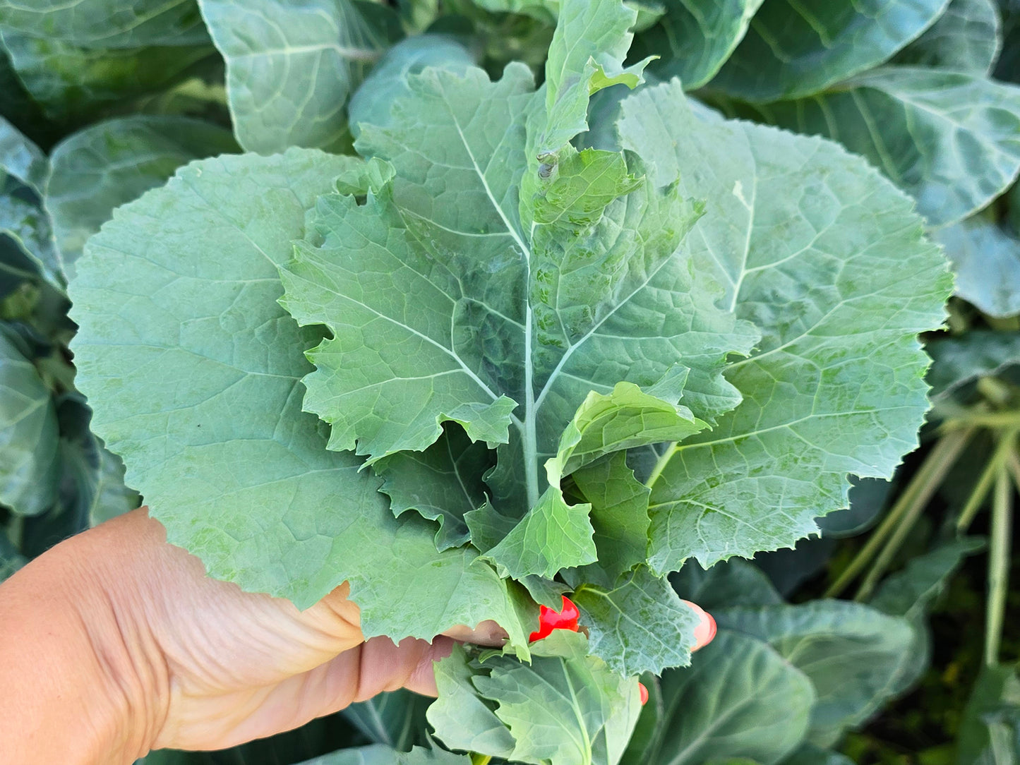 Georgia Southern Collard Green Seeds