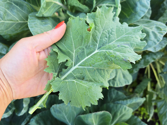 Georgia Southern Collard Green Seeds