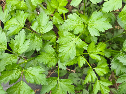 Giant Italian Parsley Herb Seeds