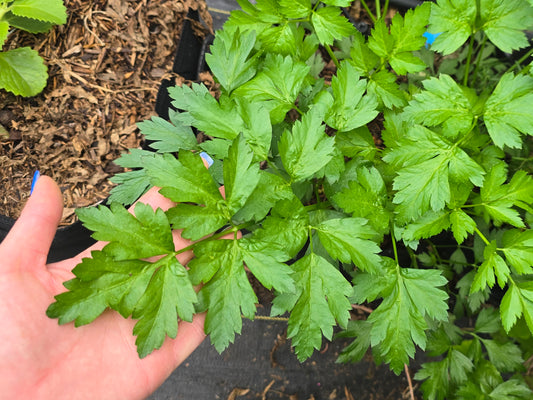Giant Italian Parsley Herb Seeds