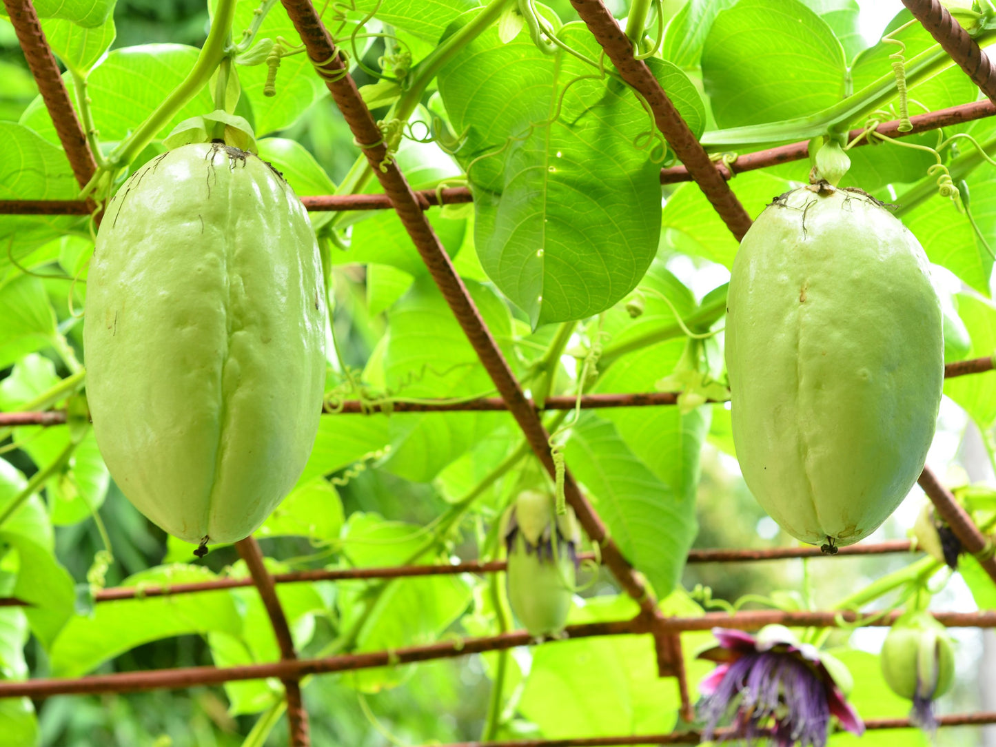 Giant Granadilla Passion Fruit LIVE Plant