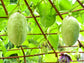 Giant Granadilla Passion Fruit LIVE Plant