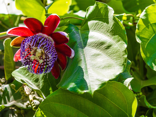 Giant Granadilla Passion Fruit LIVE Plant