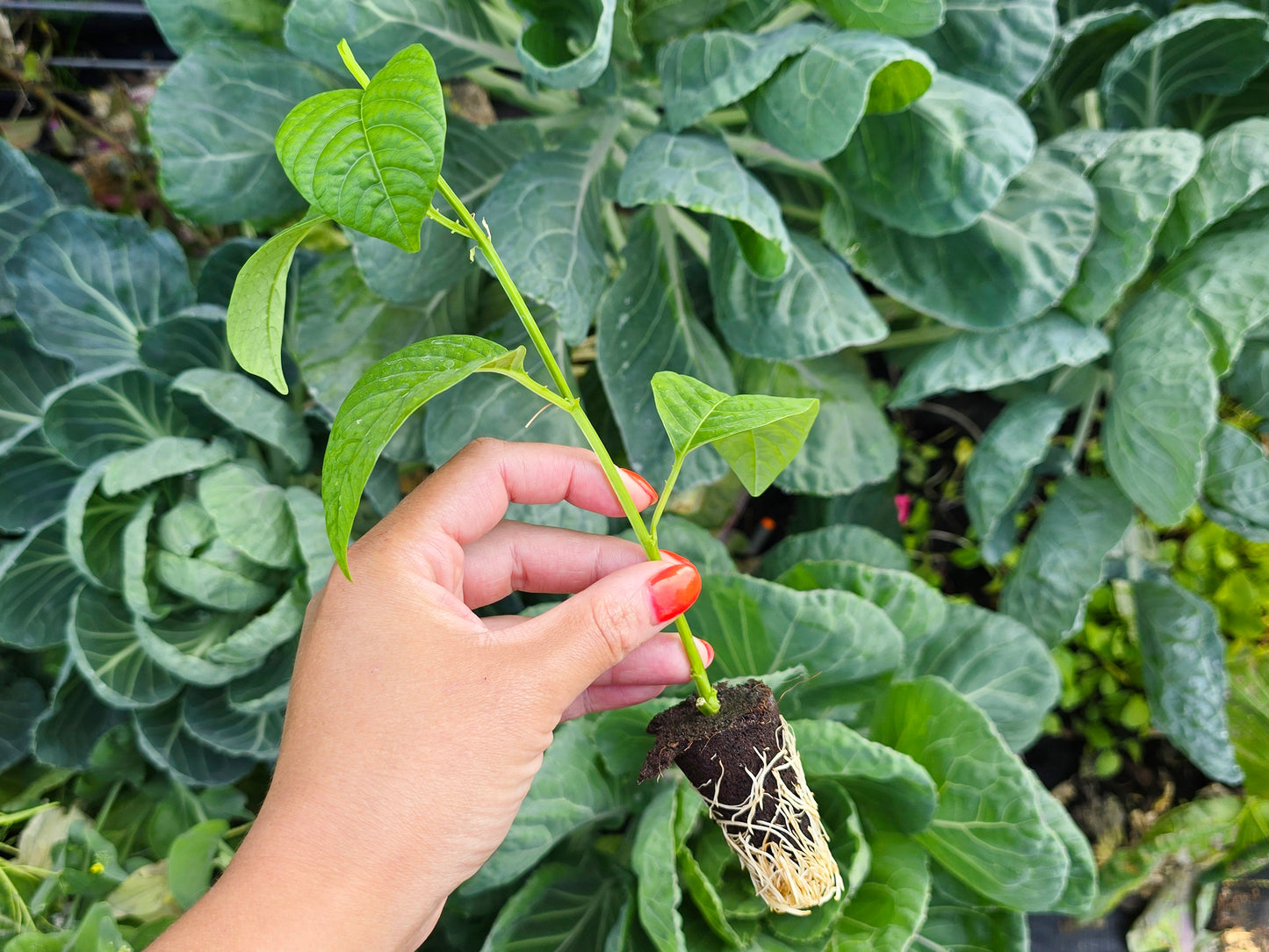 Giant Granadilla Passion Fruit LIVE Plant