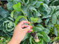 Giant Granadilla Passion Fruit LIVE Plant