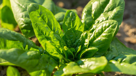 Giant Noble Spinach Seeds