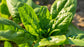 Giant Noble Spinach Seeds