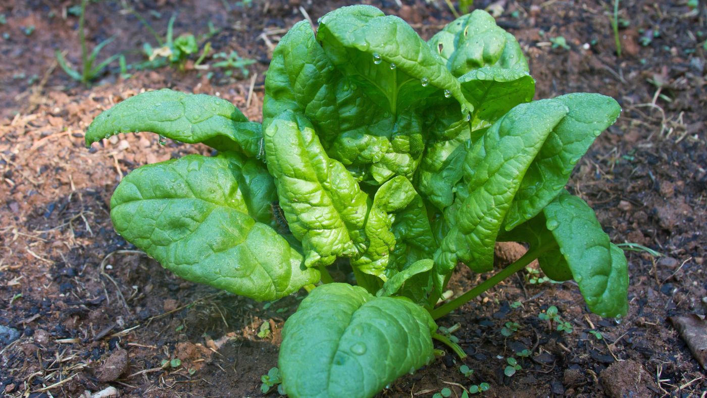 Giant Noble Spinach Seeds