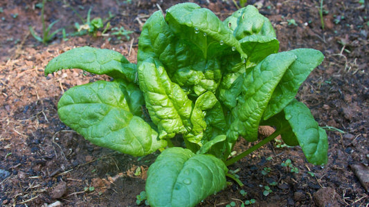 Giant Noble Spinach Seeds
