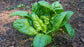 Giant Noble Spinach Seeds