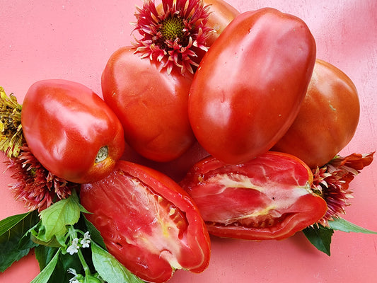 Gigante di Rotonda Tomato