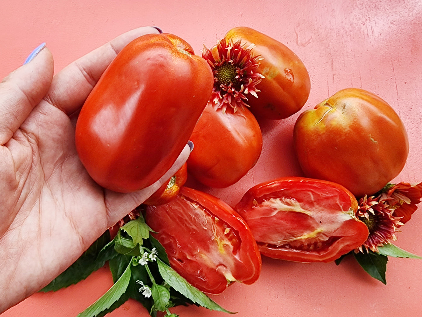 Gigante di Rotonda Tomato