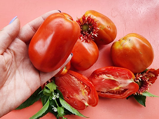 Gigante di Rotonda Tomato