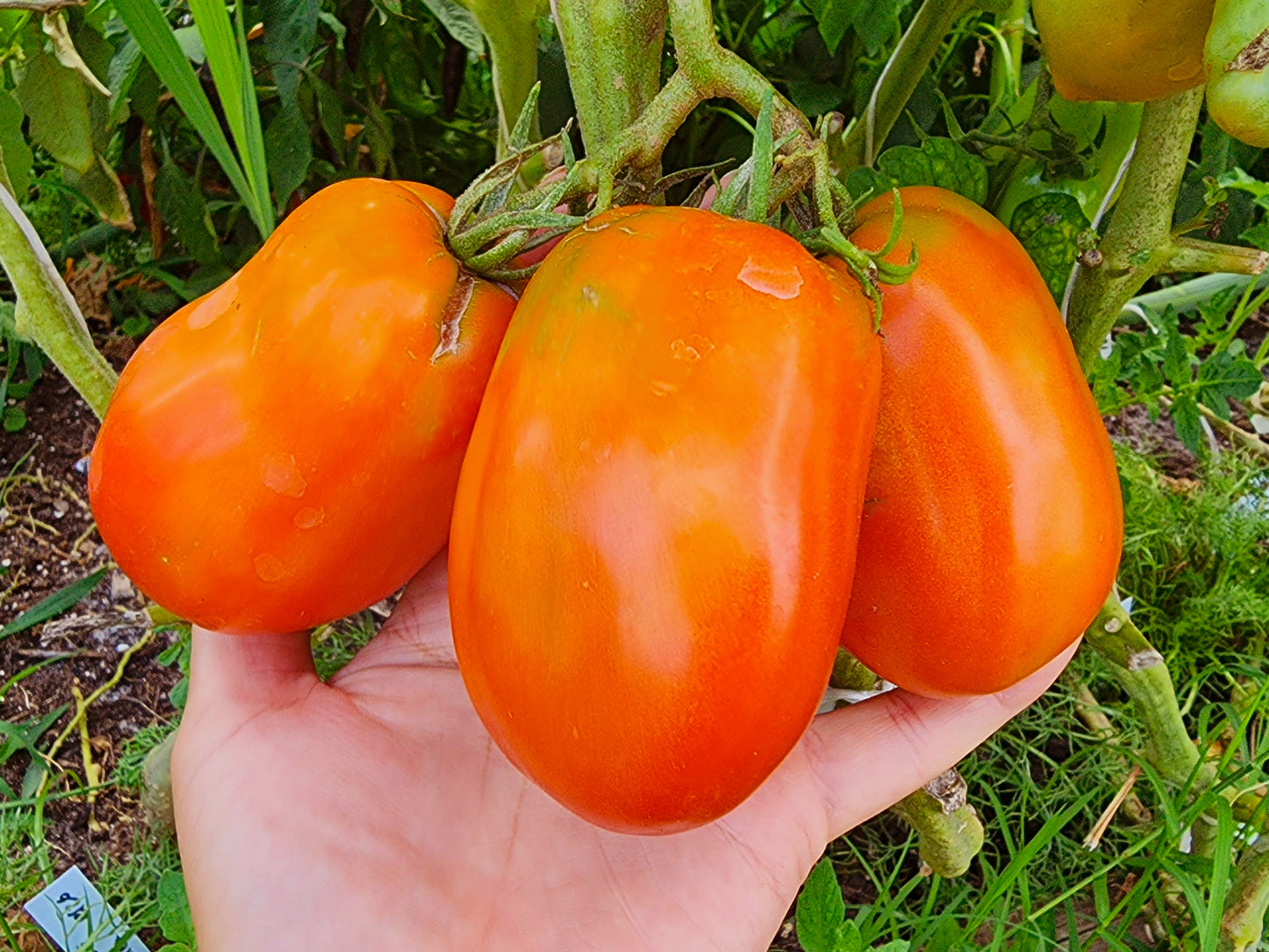 Gigante di Rotonda Tomato