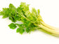 Golden Yellow Chinese Celery aka Kintsai Seeds