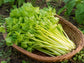 Golden Yellow Chinese Celery aka Kintsai Seeds