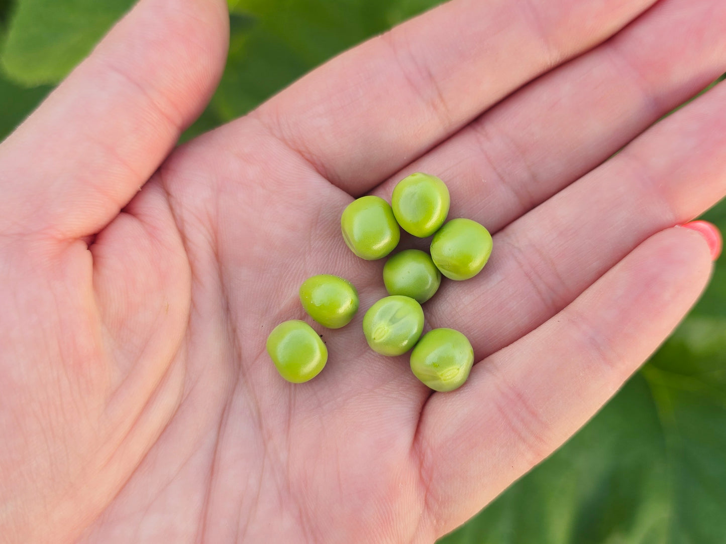 Little Marvel Dwarf Sweet Green Pea Seeds