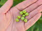 Little Marvel Dwarf Sweet Green Pea Seeds