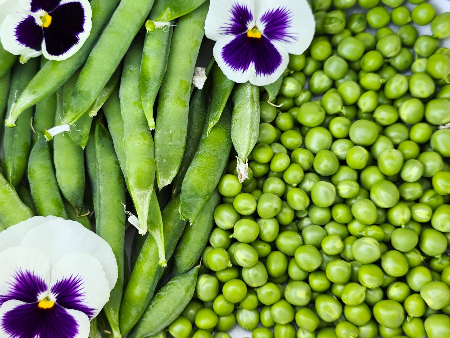Green Arrow Sweet Green Shelling Pea Seeds