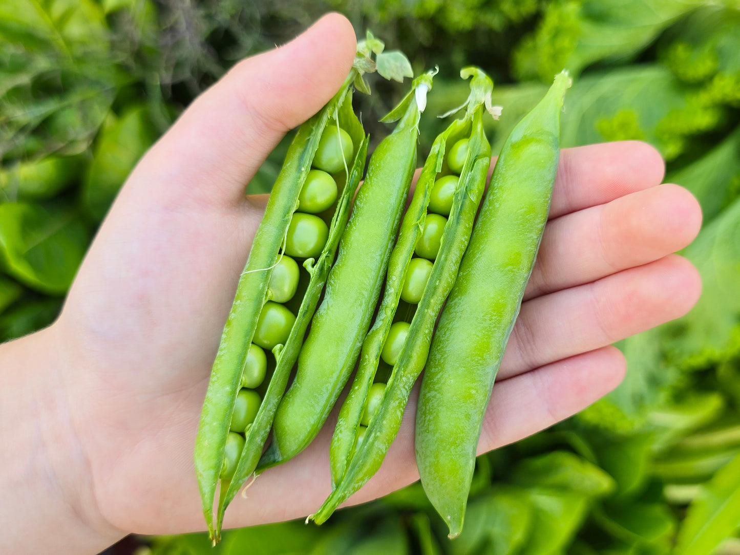 Green Arrow Sweet Green Shelling Pea Seeds