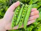Green Arrow Sweet Green Shelling Pea Seeds