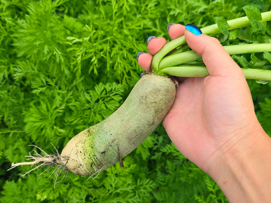 Half Long Green Mini Radish Seeds