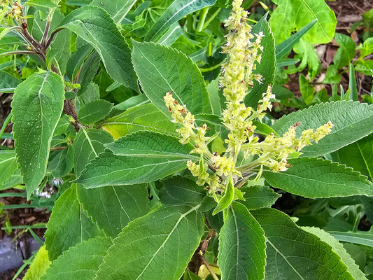 Green Holy Basil aka Rama Tulsi Seeds
