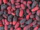 Illinois Everbearing Mulberry Fruit Tree LIVE Starter Plant