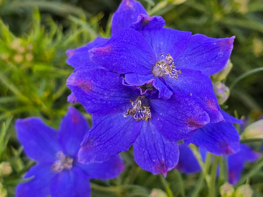 Imperial Mix Delphinium aka Larkspur Flower Seeds