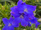 Imperial Mix Delphinium aka Larkspur Flower Seeds