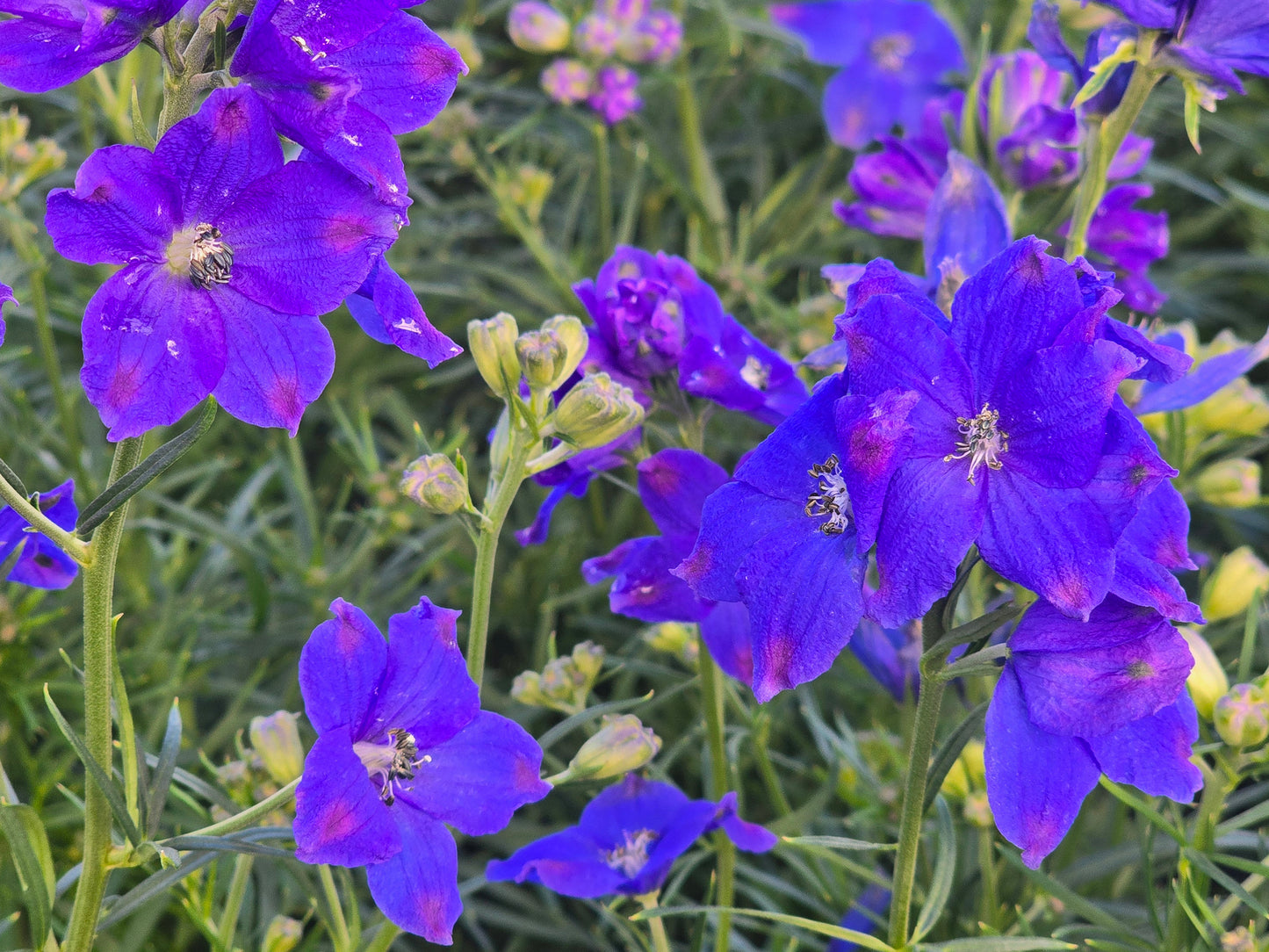 imperial garden seeds Imperial Mix Delphinium aka Larkspur Flower Seeds