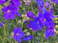 Imperial Mix Delphinium aka Larkspur Flower Seeds