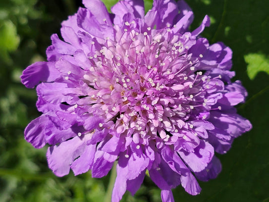 Pincushion aka Scabiosa Flower Seeds