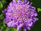Pincushion aka Scabiosa Flower Seeds