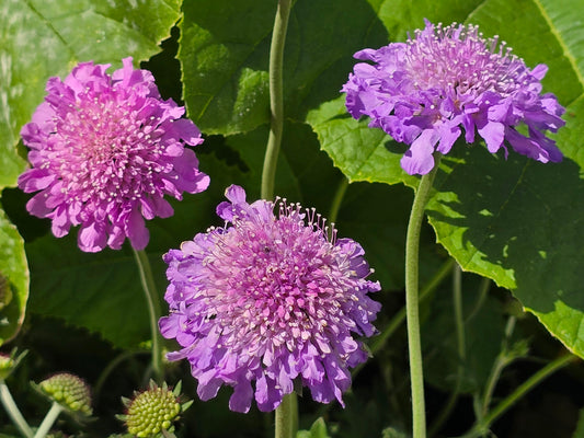 Pincushion aka Scabiosa Flower Seeds