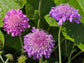 Pincushion aka Scabiosa Flower Seeds