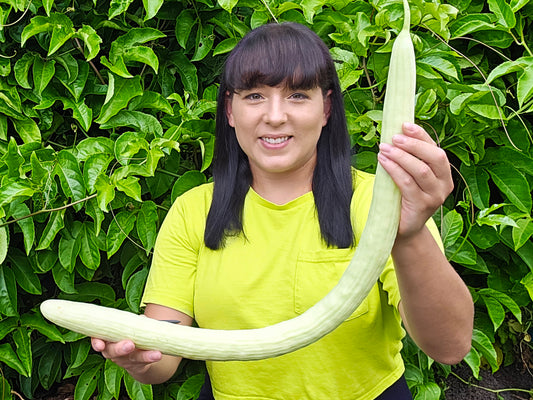 RARE Indian Snake Cucumber Seeds