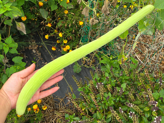 RARE Indian Snake Cucumber Seeds