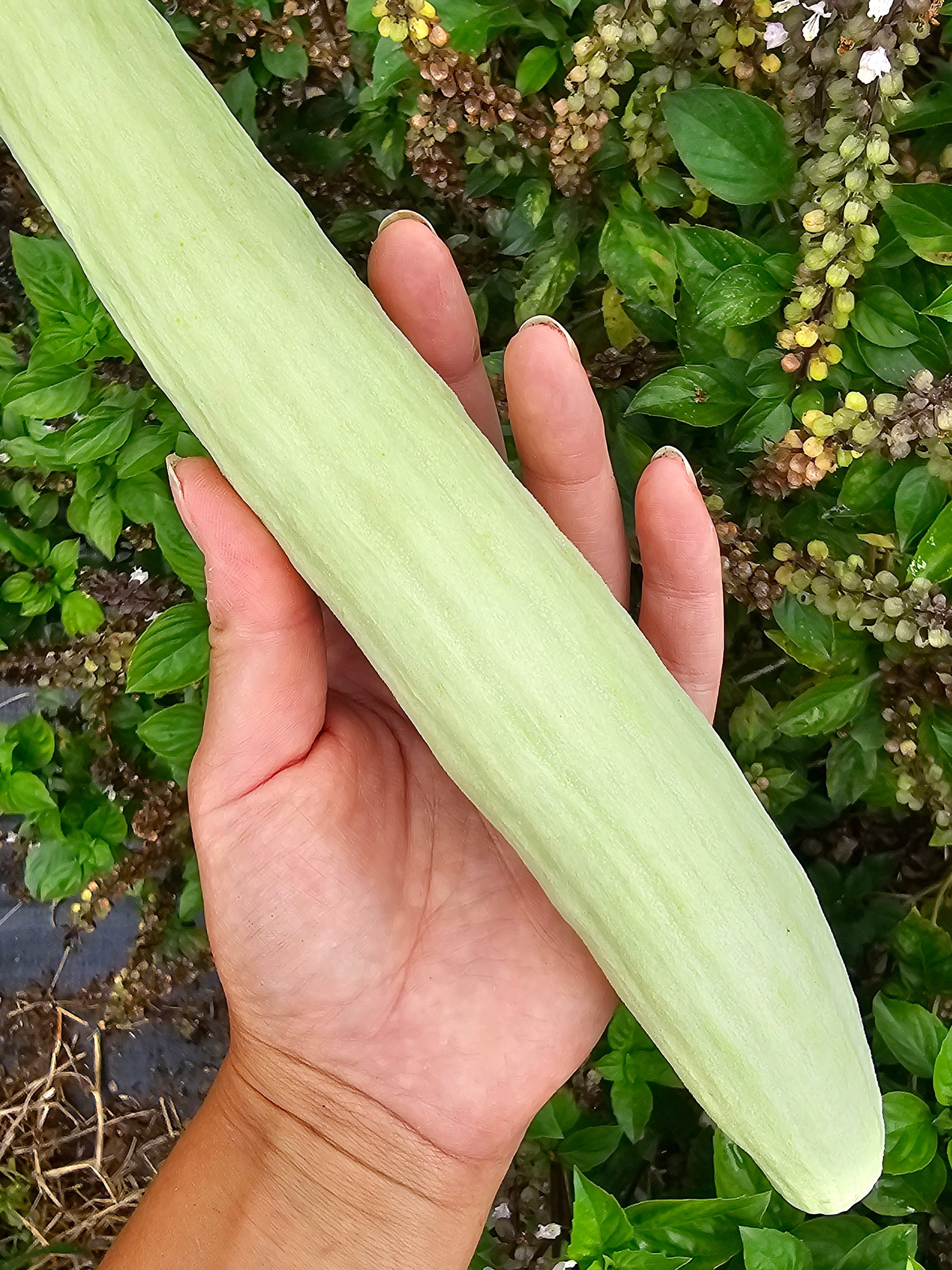 snake cucumber plant Indian Snake Cucumber Seeds – Rare Heat-Tolerant Variety – Jerra's Garden