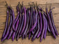 Indigo Blade Hybrid Taiwanese Eggplant Seeds