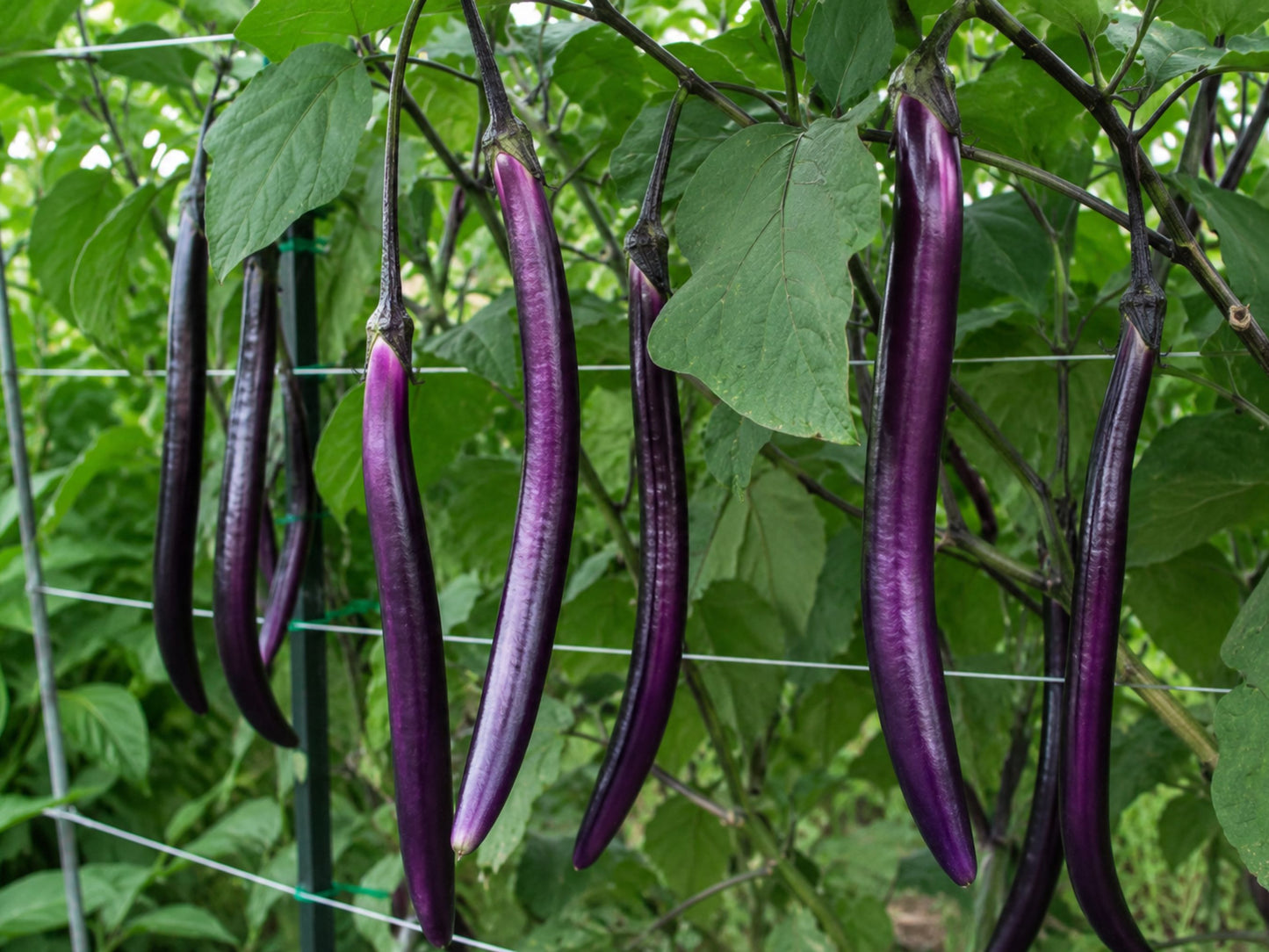 Indigo Blade Hybrid Taiwanese Eggplant Seeds