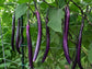 Indigo Blade Hybrid Taiwanese Eggplant Seeds