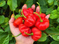 Iquitos Tropical Sweet Pepper Seeds