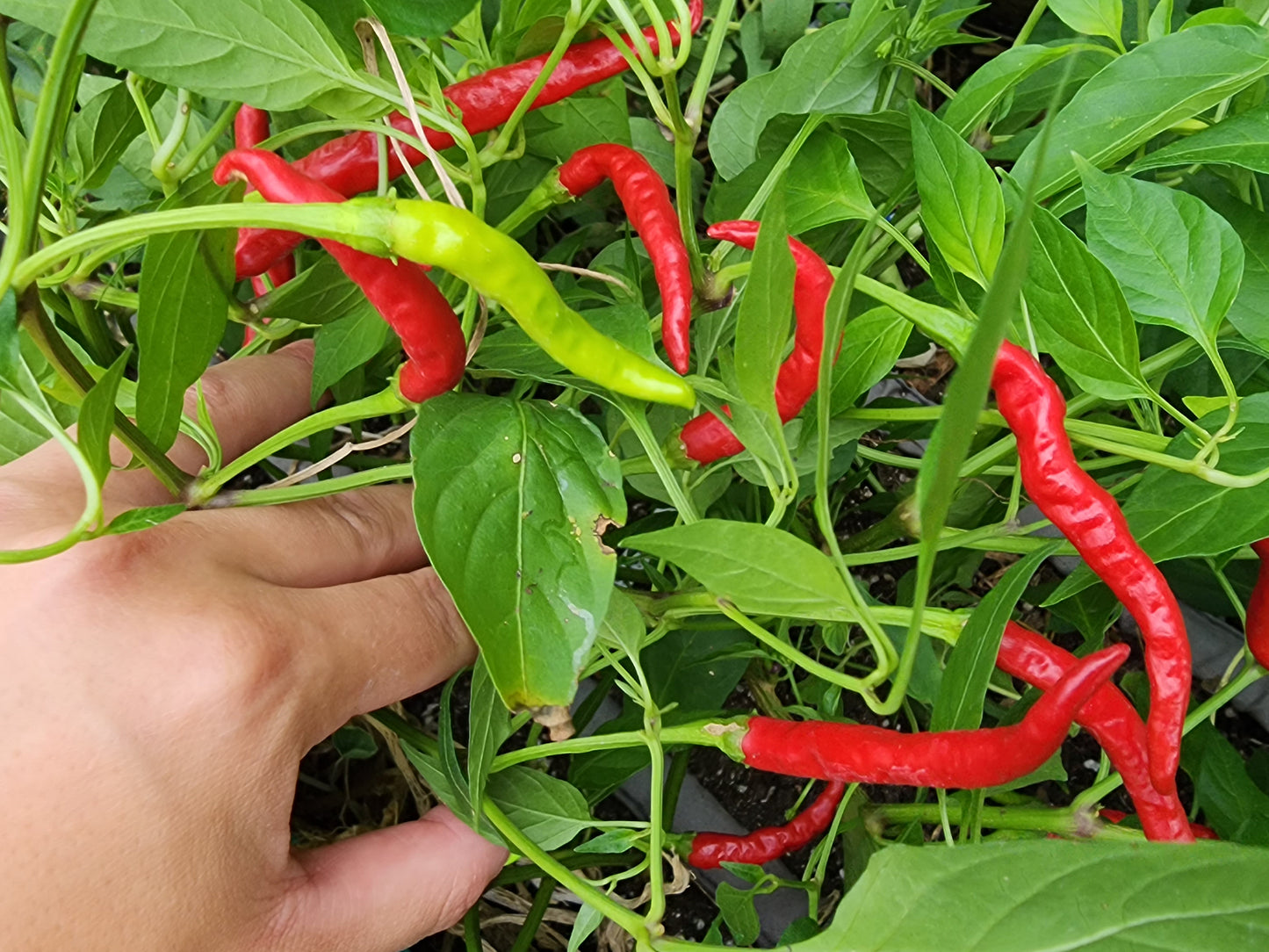 Italian Cigarette Hot Pepper Seeds