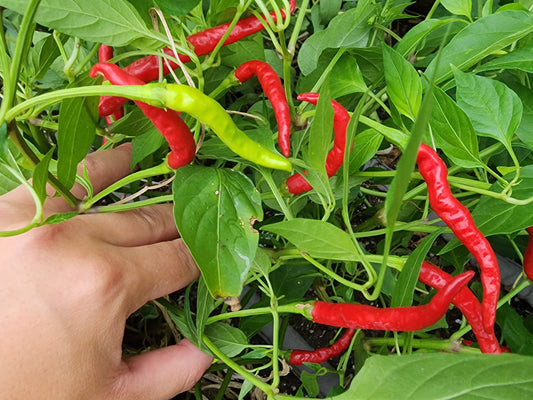 Italian Cigarette Hot Pepper Seeds