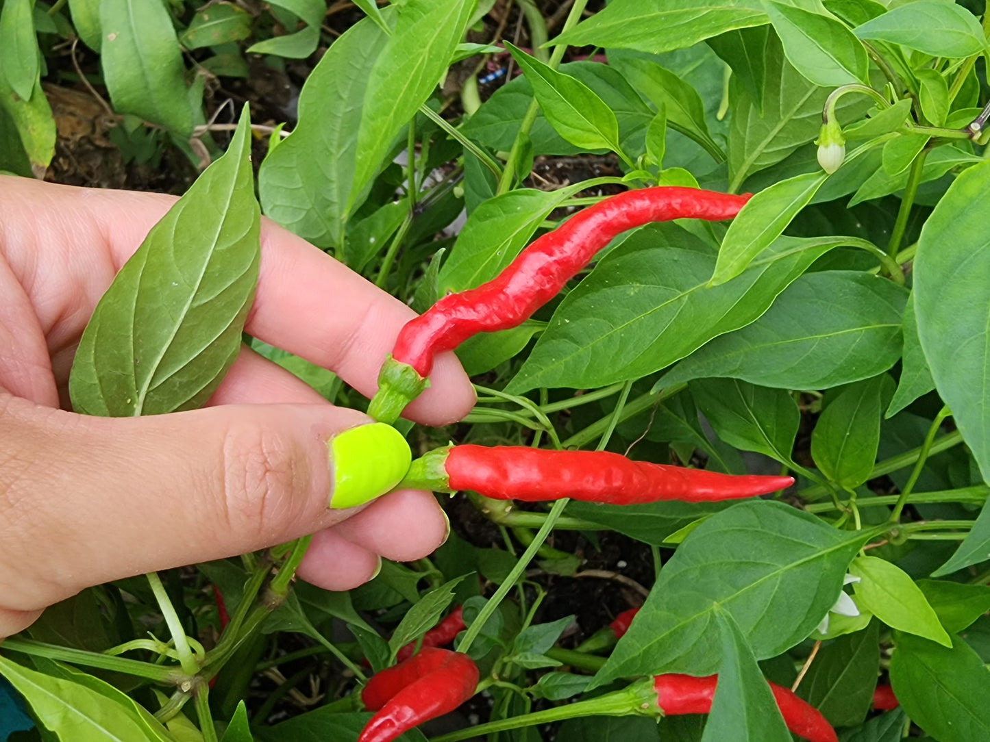 Italian Cigarette Hot Pepper Seeds