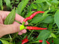 Italian Cigarette Hot Pepper Seeds