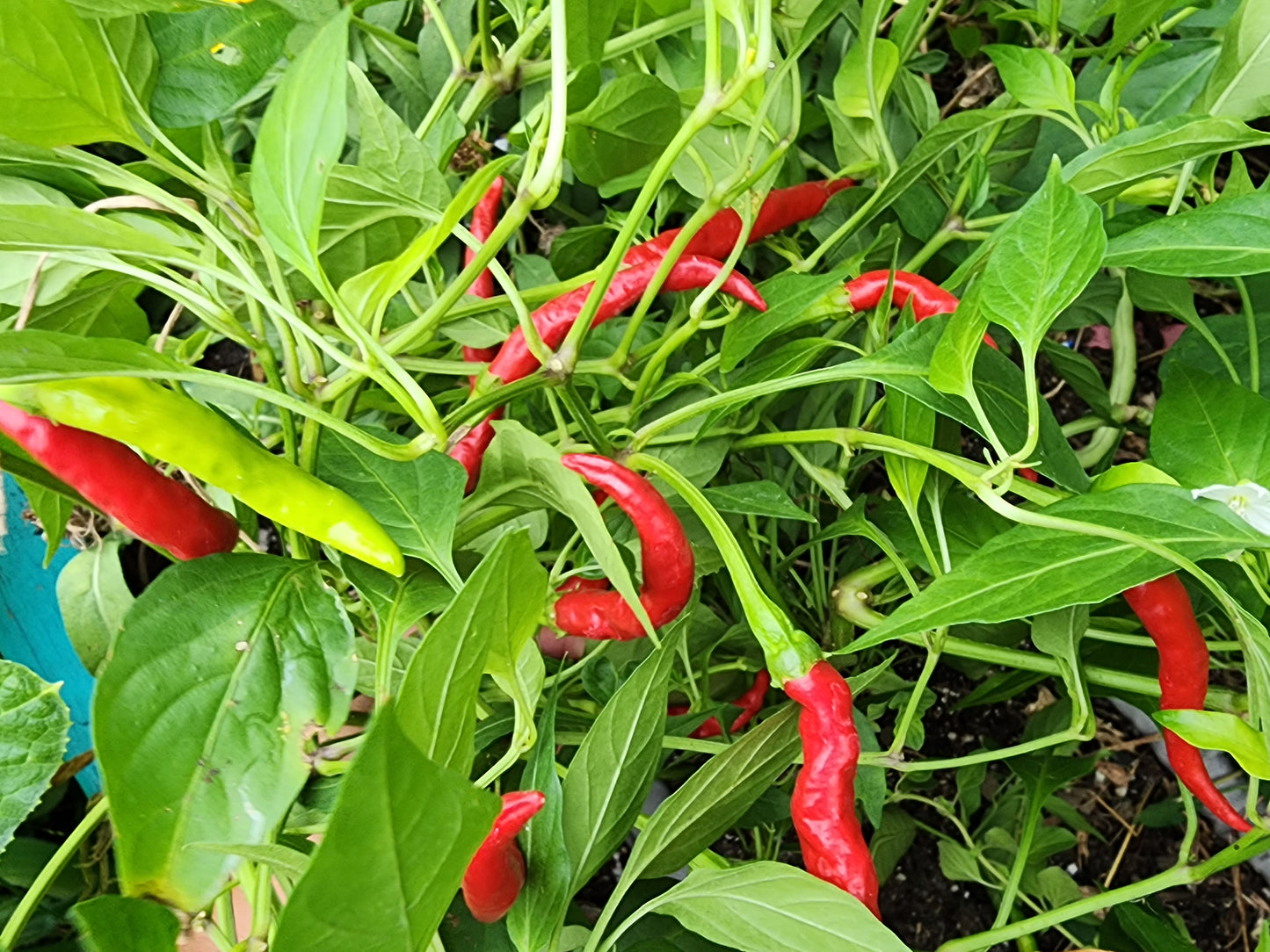 Italian Cigarette Hot Pepper Seeds