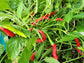 Italian Cigarette Hot Pepper Seeds