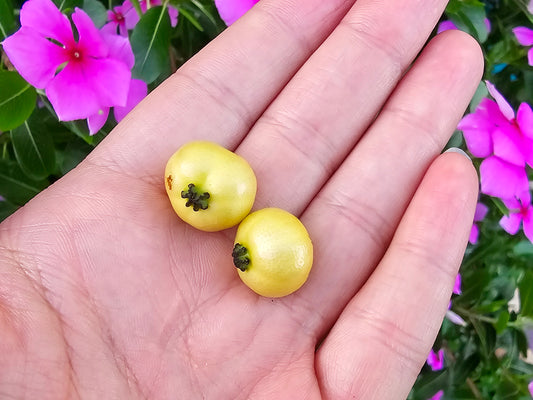 Yellow Jamaican Strawberry Tree Self-Fertile LIVE PLANT